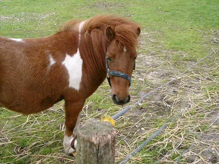 Shetlænder Smølf  - her er sømlf billede 7