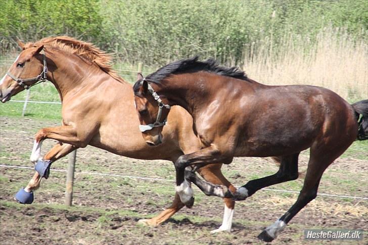 Dansk Varmblod Emblems Comet    RIP - billede 16