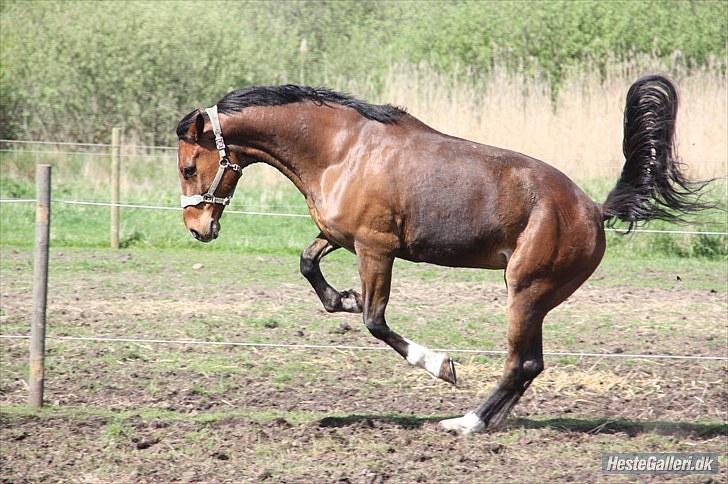 Dansk Varmblod Emblems Comet    RIP - billede 17