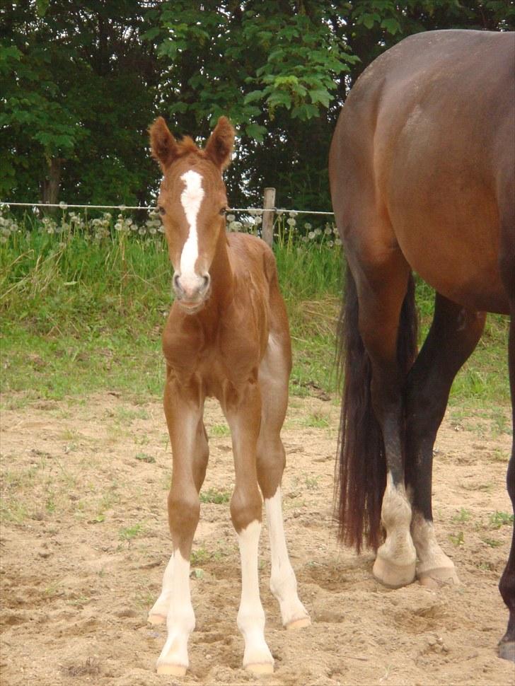 Welsh Partbred (Sec F) Struntze's MasterPiece BRSDH 630 - Halløj..... :o) billede 17