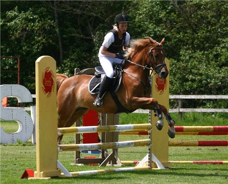 Hollandsk Sportspony Olivier - Camilla Rosenlund ( CR-Foto ) billede 6