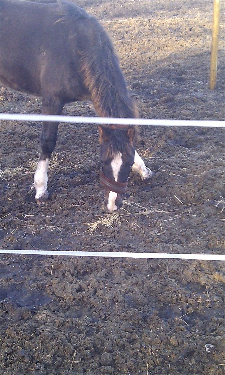 Welsh Partbred (Sec F) Struntze's MasterPiece BRSDH 630 - Hov du tabte lidt hø, nu skal jeg lige hjælpe med at samle op mor.. :o) billede 24