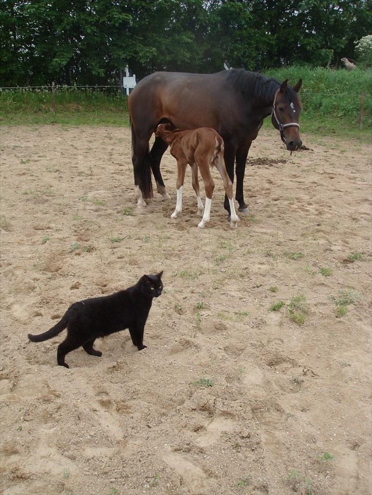 Welsh Partbred (Sec F) Struntze's MasterPiece BRSDH 630 - Ja der sker ikke noget her på gården som går "gårdhunden" prins´s næse forbi.. :o)  billede 21
