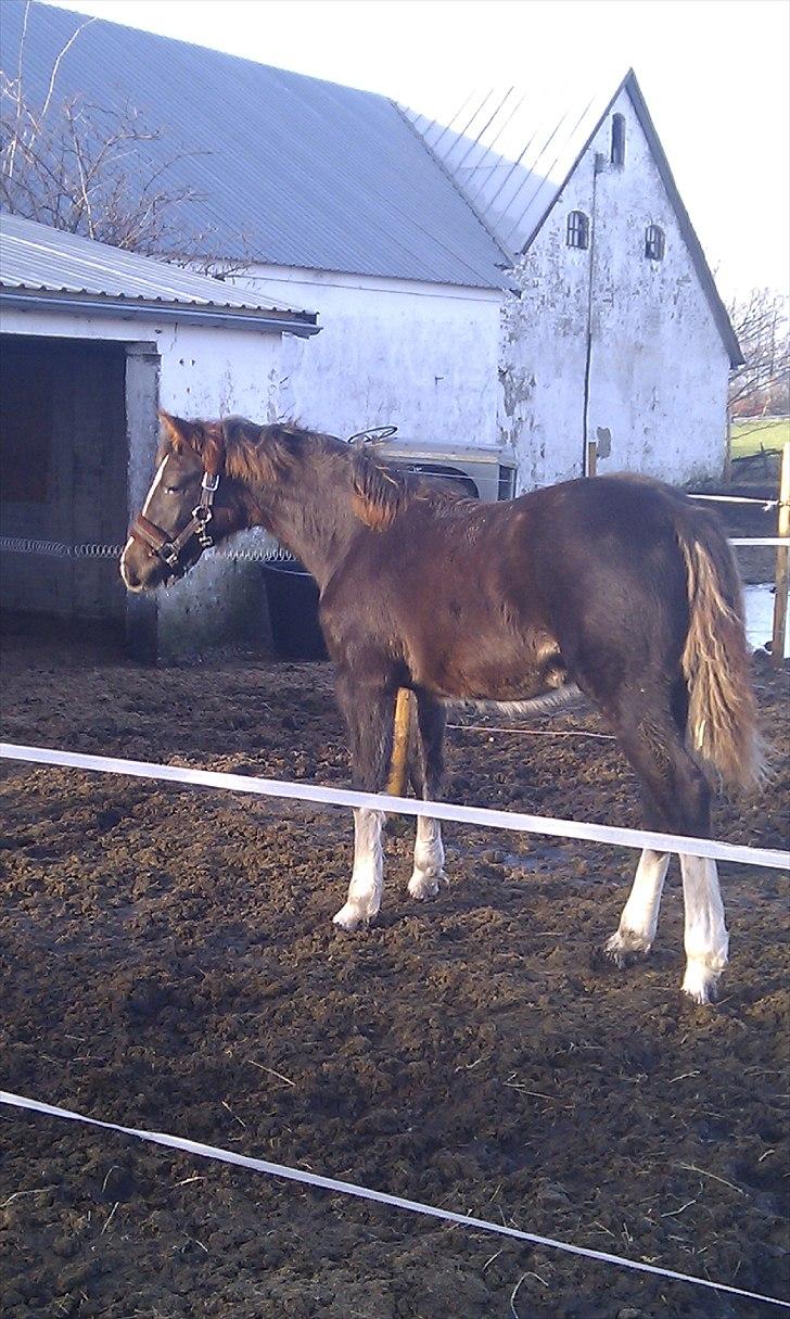 Welsh Partbred (Sec F) Struntze's MasterPiece BRSDH 630 - Den lille nulle skat har forandret sig meget hen over vinteren billede 25