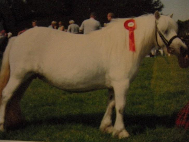 Shetlænder Belesta Bomlund billede 3