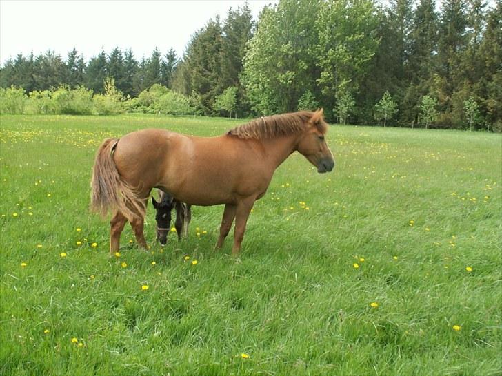 New Forest Calandias Red Carnation billede 17