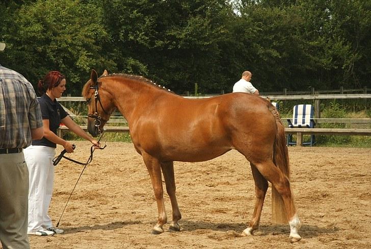 New Forest Calandias Red Carnation billede 18