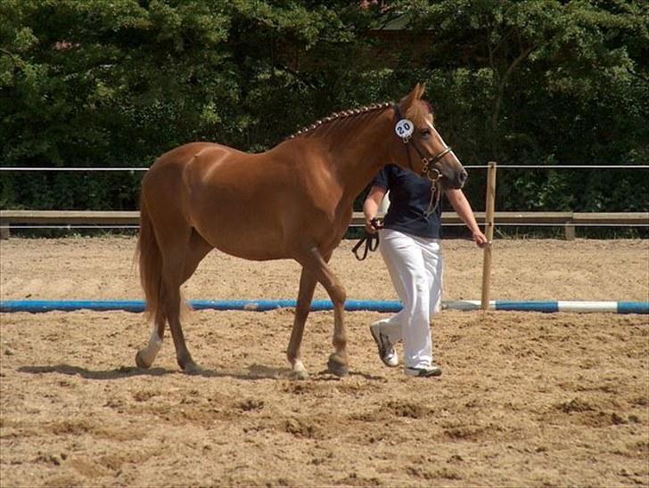 New Forest Calandias Red Carnation billede 19