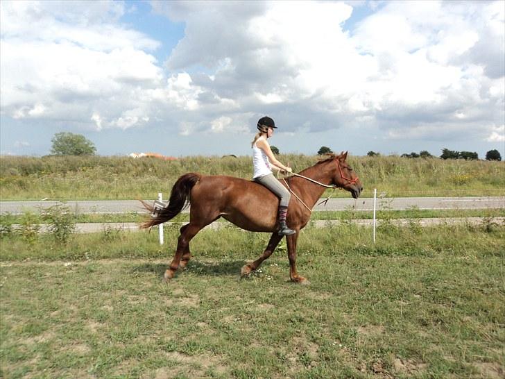 Frederiksborg Nova Jøle -  i en skøn galop uden sadel :3´ #Foto - Emily billede 18