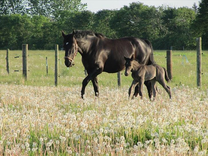 Anden særlig race Colardo billede 11