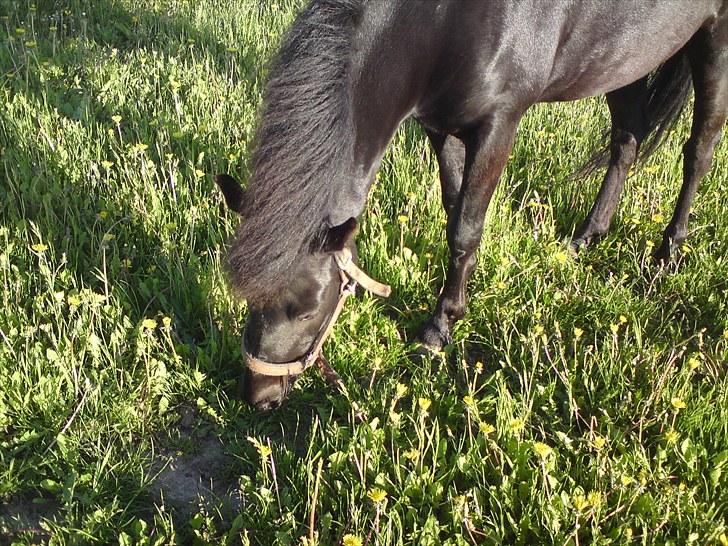 Anden særlig race Martello *B-Pony* *SOLGT!* - Første dag :D billede 3