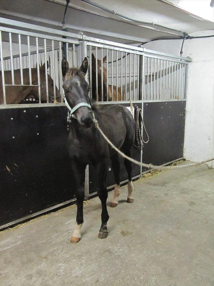 Anden særlig race Colardo billede 12