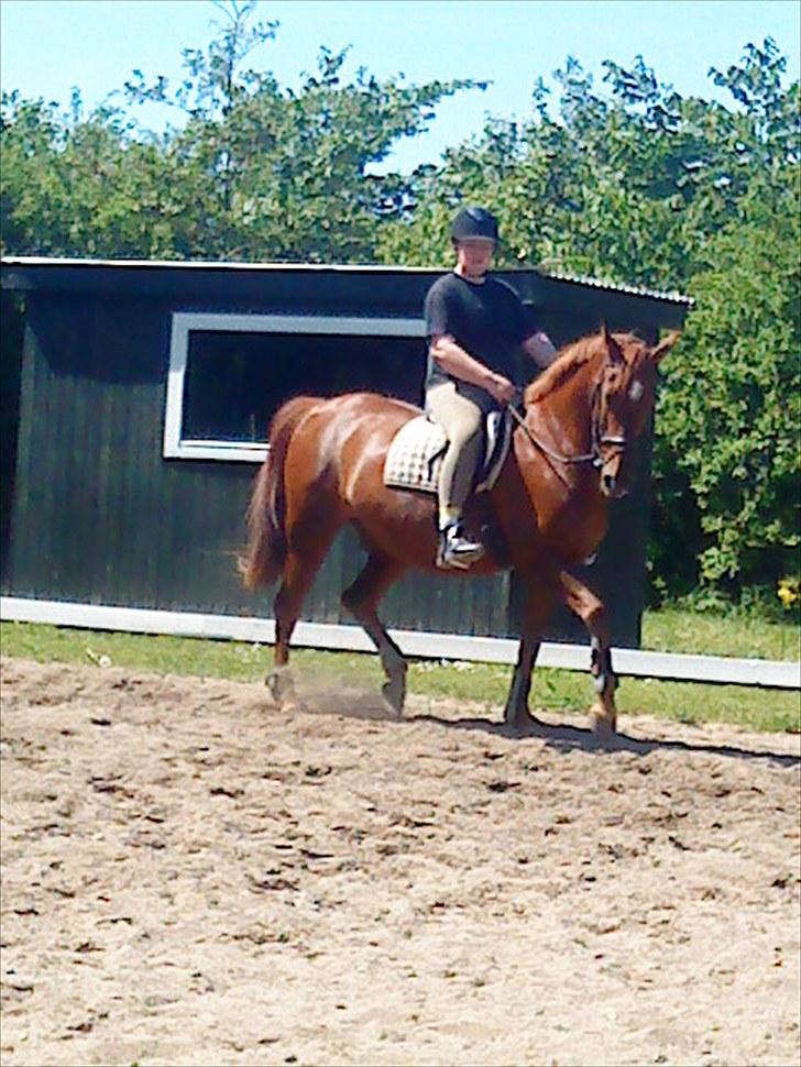 Anden særlig race Contesses Babe *>Rider<3! - Dressur på tykke :D foto: Mie<33 billede 12