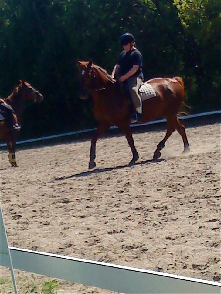 Anden særlig race Contesses Babe *>Rider<3! - Dressur på tykke :D foto: Mie<33 billede 13