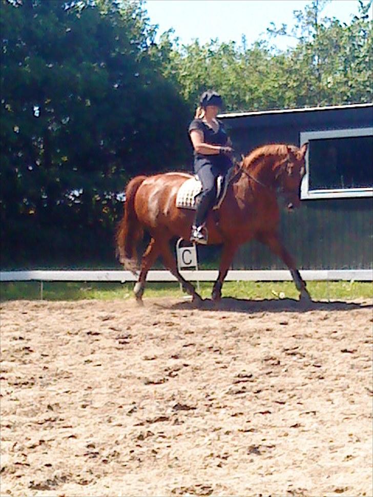Anden særlig race Contesses Babe *>Rider<3! - Krista rider på babs:D foto: mie<33 billede 14