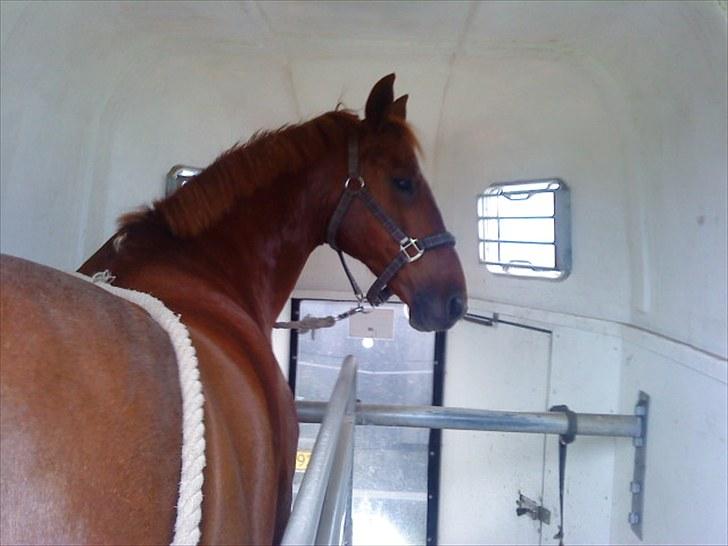Anden særlig race Contesses Babe *>Rider<3! - Så er han klar til hjemturen:D foto: Mig:D billede 15