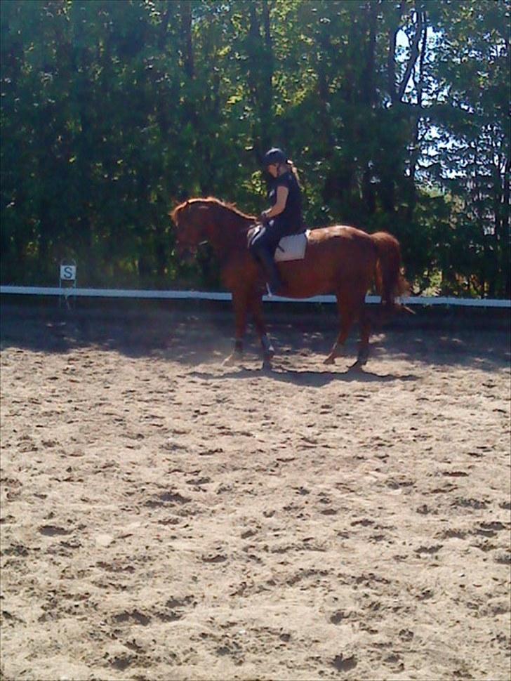 Anden særlig race Contesses Babe *>Rider<3! - tilbagetrædning med babs:) foto: mie<33 billede 16