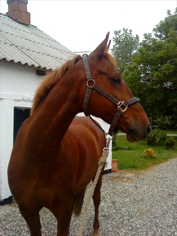 Anden særlig race Contesses Babe *>Rider<3! - Så er han klar til at blive læsset:D foto: mig:) billede 17