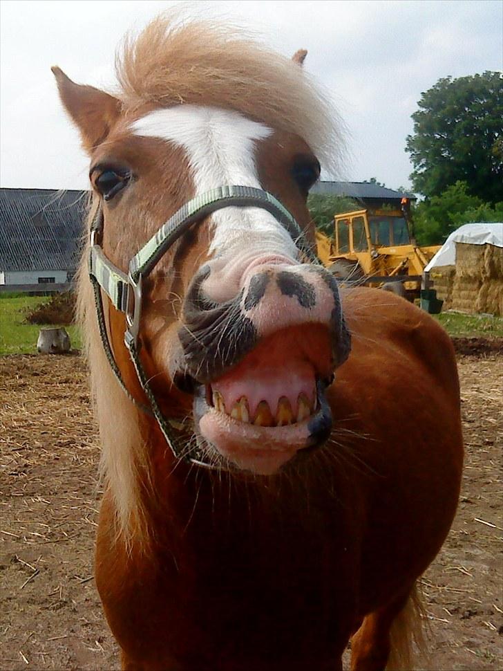 Anden særlig race Asterix † - SMIL xD - Hva smukke har du ikke hørt om en tandbørste (: billede 2