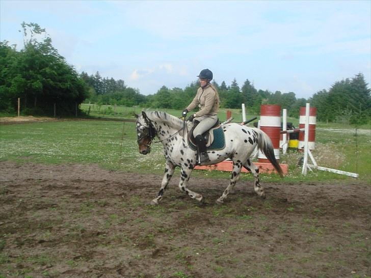 Knabstrupper FunderNørhedes Gandor*SOL - Trav venstre volte,  billede 1
