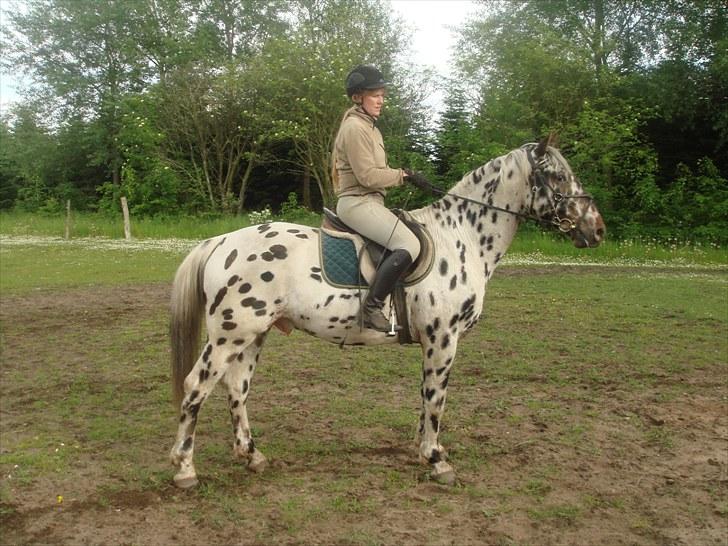 Knabstrupper FunderNørhedes Gandor*SOL - Vi prøver at lave en parade! billede 2