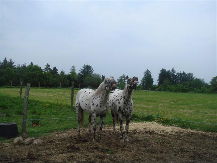 Knabstrupper FunderNørhedes Gandor*SOL - Zorro og Gandor "griner"!! billede 3