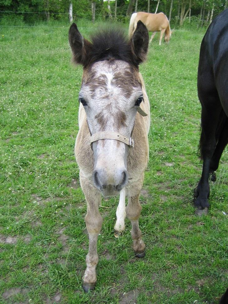 Anden særlig race Zorro - Sådan ser man ud, når man smider følpelsen ;) billede 15