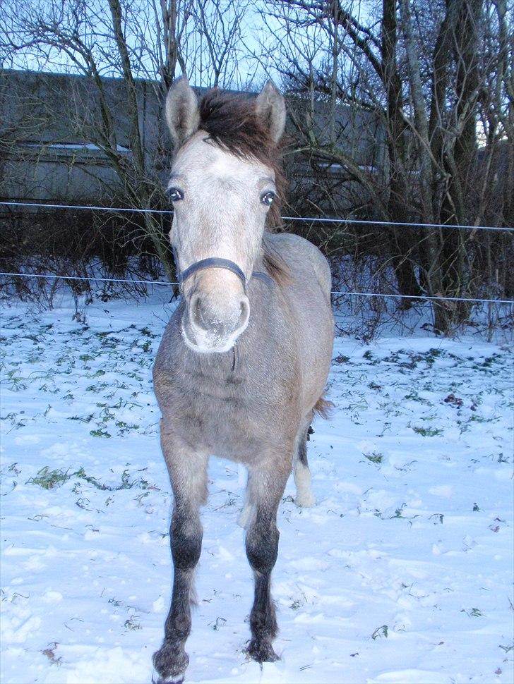 Anden særlig race Zorro - I sne, sidste novemberdag 2010 billede 16