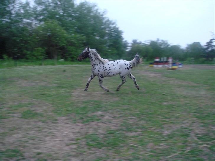 Knabstrupper FunderNørhedes Gandor*SOL - Jeg fører mig frem billede 4