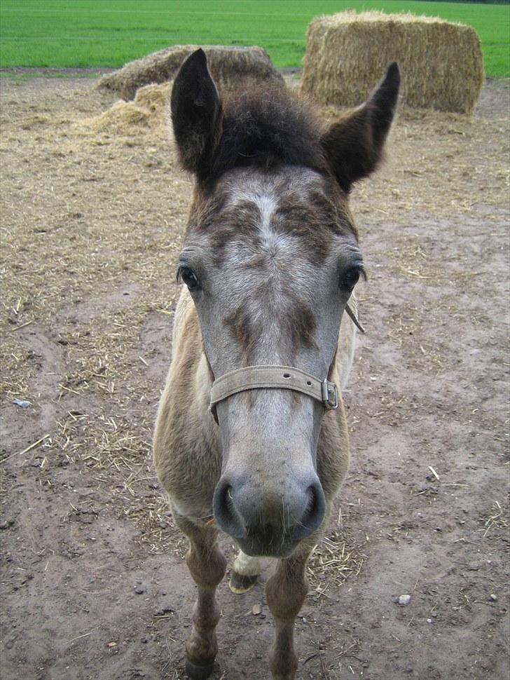 Anden særlig race Zorro - Nysgerrig, som altid :D billede 17