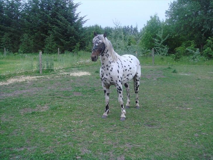 Knabstrupper FunderNørhedes Gandor*SOL - Står så fint!! billede 5