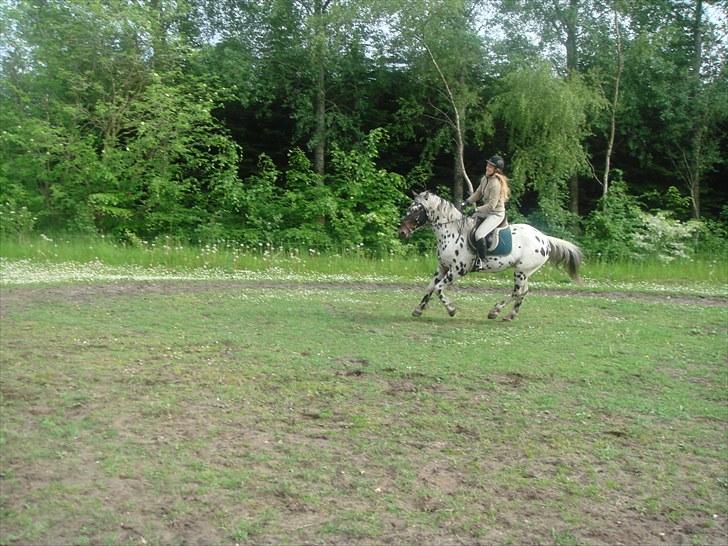 Knabstrupper FunderNørhedes Gandor*SOL - Galop på banen billede 6