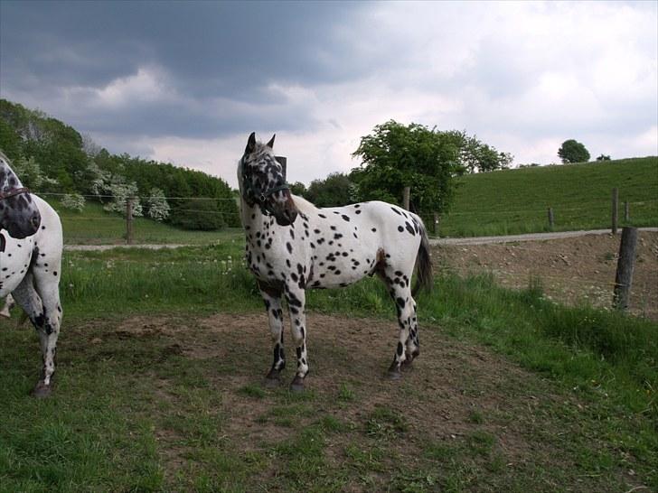 Knabstrupper FunderNørhedes Gandor*SOL - Sommergræs ´09 i Lemming, luksus!! billede 7