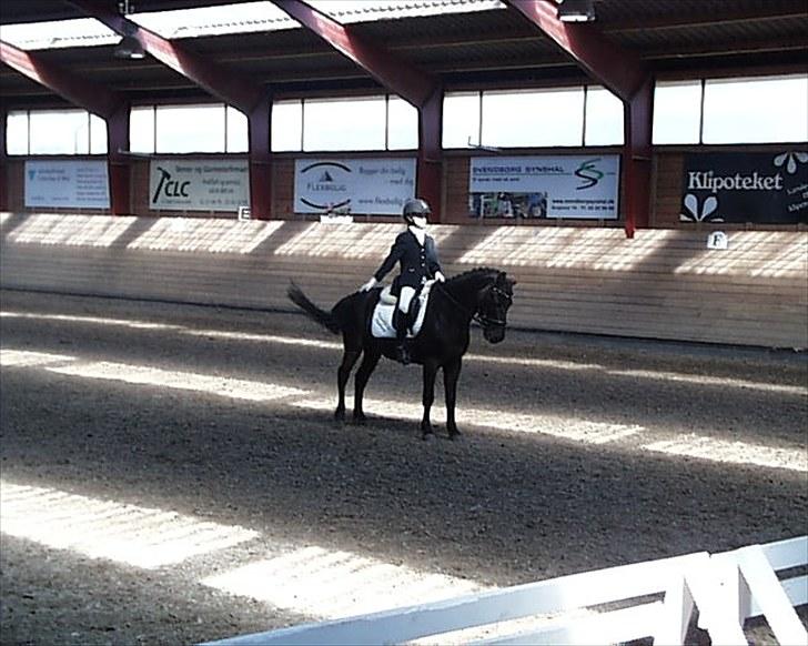 Gotlandsruss Tapan's Fagot ~A-Pony~ (solgt) - Hovgaarden juni 2010 billede 12