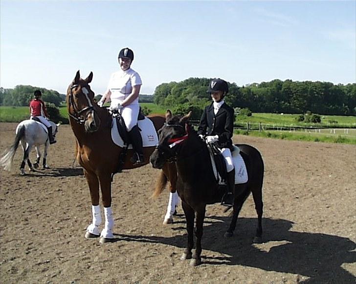 Gotlandsruss Tapan's Fagot ~A-Pony~ (solgt) - Pia og jeg til stævne  billede 14