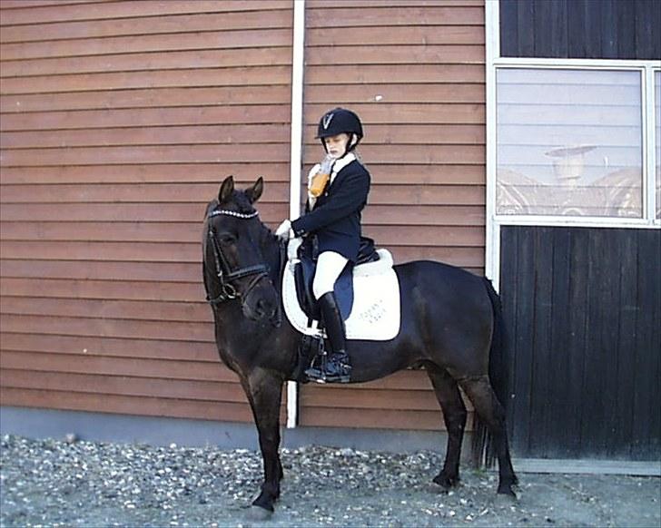 Gotlandsruss Tapan's Fagot ~A-Pony~ (solgt) - Man bliver tørstig af al den ridning. billede 15