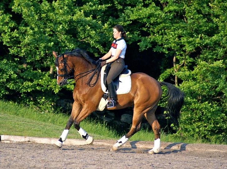 Dansk Varmblod Ravelli - træning hjemme foto: Julie Lacoppidan billede 19