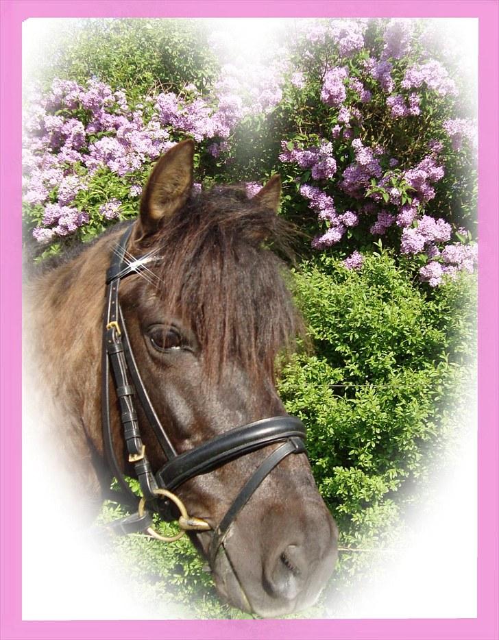 Gotlandsruss Tapan's Fagot ~A-Pony~ (solgt) - Fagot´s smukke hoved <3  <3 billede 16