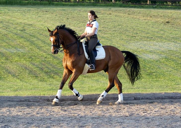 Dansk Varmblod Ravelli - træning hjemme foto: Julie Lacoppidan billede 20