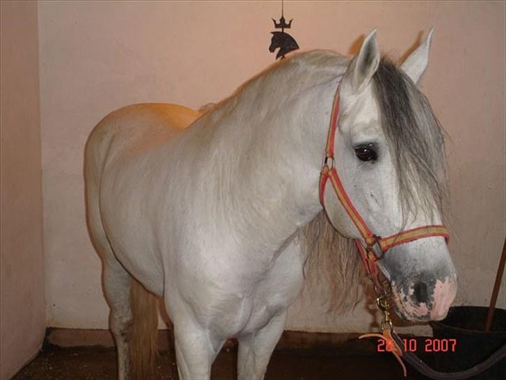 Lusitano Ninito - ninito lige kommet til dk 2007 billede 5