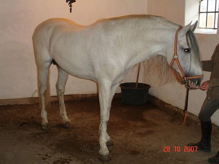 Lusitano Ninito - ninito 2007 billede 9