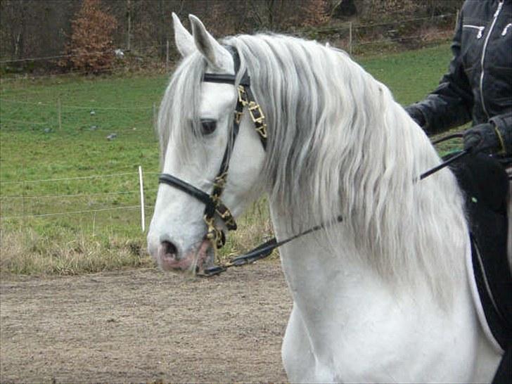 Lusitano Ninito - WE kursus i Hillerød 2008 billede 10