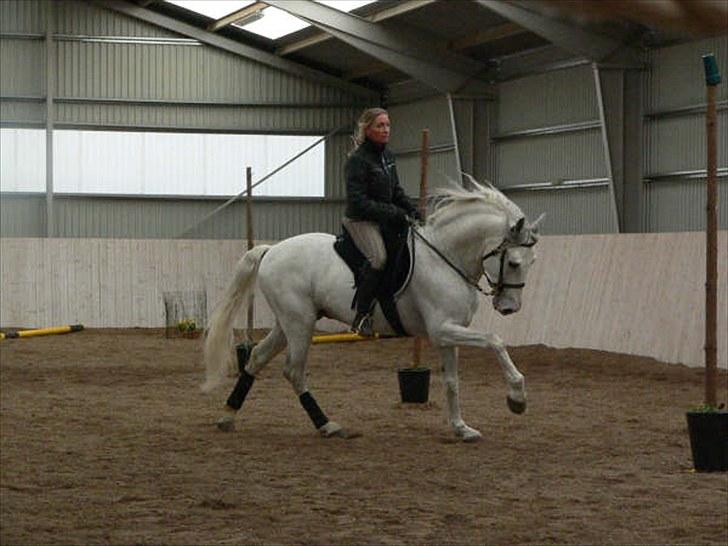Lusitano Ninito - WE kursus  billede 11
