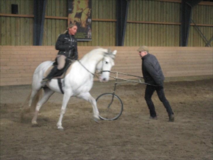 Lusitano Ninito - Træner tyr hjemme 2008 billede 13