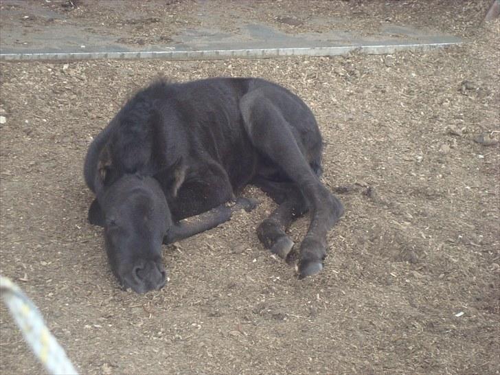 Dartmoor Thorøe's Honeymoon billede 1