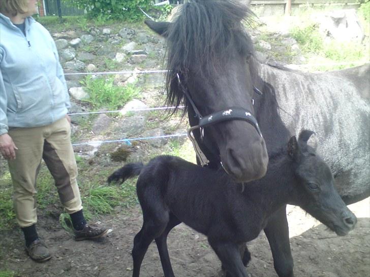 Dartmoor Thorøe's Honeymoon billede 2