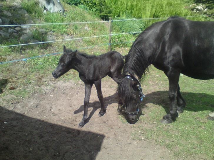 Dartmoor Thorøe's Honeymoon billede 3