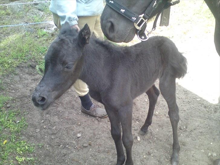 Dartmoor Thorøe's Honeymoon billede 4