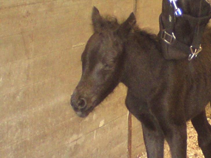 Dartmoor Thorøe's Honeymoon billede 5