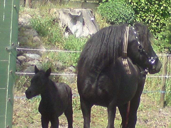 Dartmoor Thorøe's Honeymoon billede 6